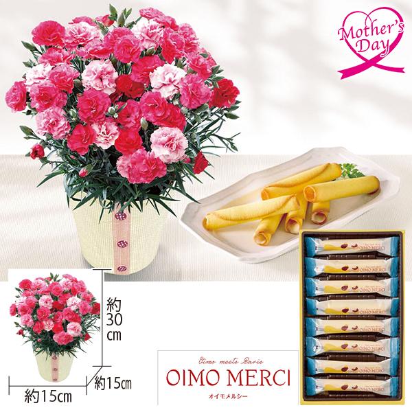 母の日 ギフト カーネーション 鉢植え スイーツ 花 カーネーション（さくらもなか）とOIMO MERCIラングドロール 型番:C40-1 いなげや プレゼント 2026 70代 爆買