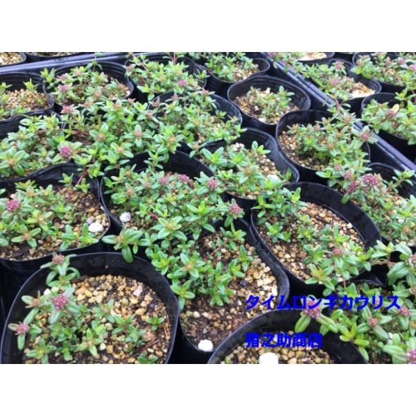 タイム 9 0ｐ ロンギカウリス ハーブ ハーブ 9 0ｐ 苗 224本 224本 グランドカバー 下草 雑草予防 001 224 猪之助商店