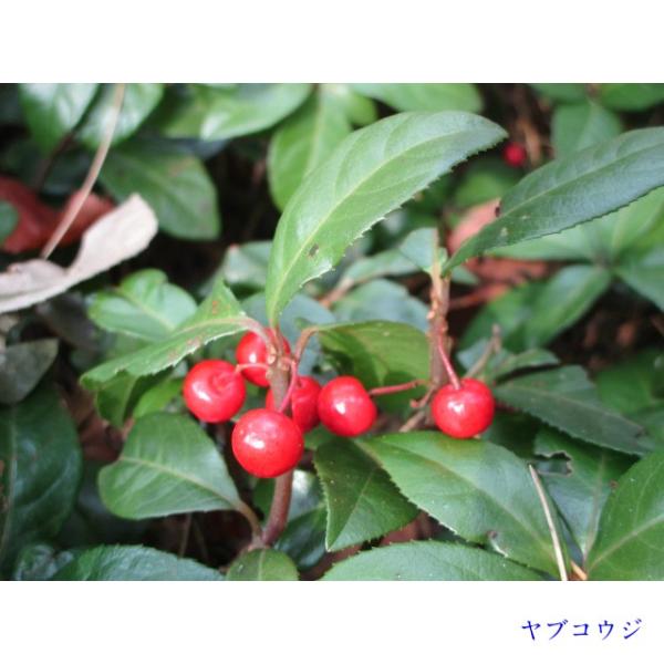 楽ギフ 包装の 十両 ヤブコウジ 9 0ｐ 藪柑子 雑草予防 002 028ならショッピング ランキングや口コミも豊富なネット通販 更にお得なpaypay残高も スマホアプリも充実で毎日どこからでも気になる商品をその場でお求めいただけます 花 ガーデニング 28本