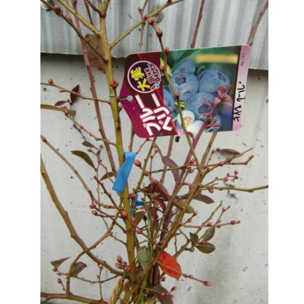 ブルーベリー 品種 ティブルー ホームベル 2本セット 寝巻 2本 植木 苗木 Www Mohmmadiyon Com