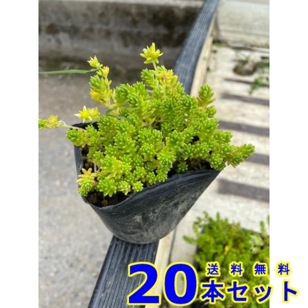 多肉植物　セダム　モリムラマンネングサ　森村万年草　100カット inosukesyouten_002-010097-020