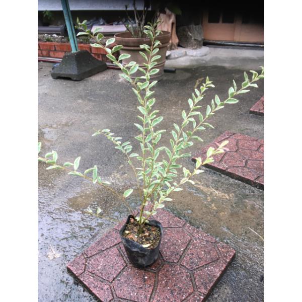 002-010116-001シルバープリペット (斑入りプリペット)  13.5ｃｍポット      1本   セットとなります。13.5ｃｍポット植木　苗木　生垣シルバープリペットの葉は、白い斑入りという特徴があります。暑さや寒さに比較的...