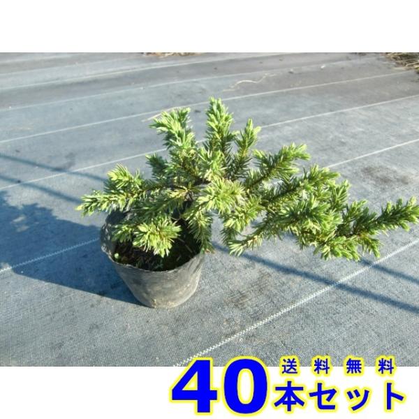 ブルーパシフィック 常緑樹 低木 10 5ｐ 40本 グランドカバー Www A Consulting Fr