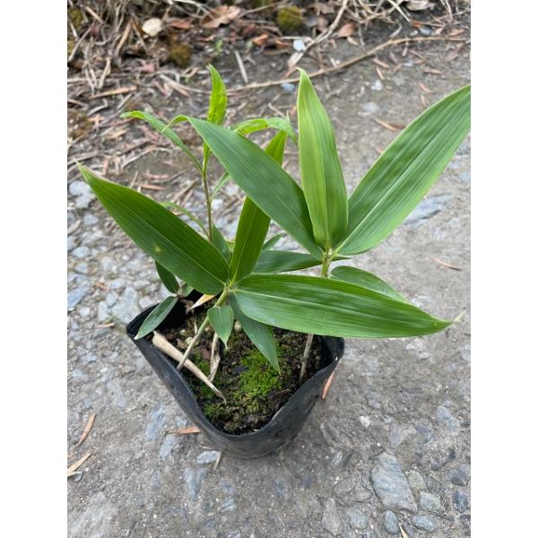 007-010023-030クマザサ (熊笹)  10.5ｃｍポット      30本   セットとなります。10.5ｃｍポットグランドカバー　下草　雑草予防冬になっても葉が枯れることが少なく、緑葉が美しいことから、根締めやグラウンドカバー...