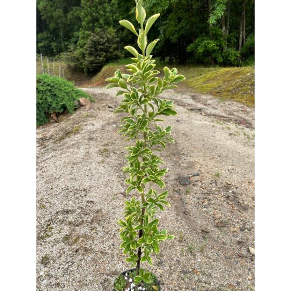 植木 苗木 生垣 フイリマサキ (斑入りマサキ) 15.0p 1本 樹高0.6m