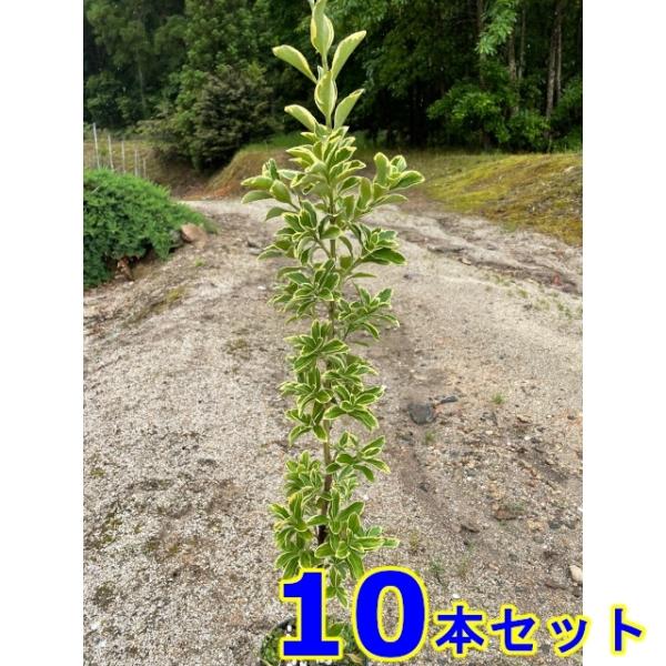 植木 苗木 生垣 フイリマサキ (斑入りマサキ) 15.0p 10本 樹高0.6m