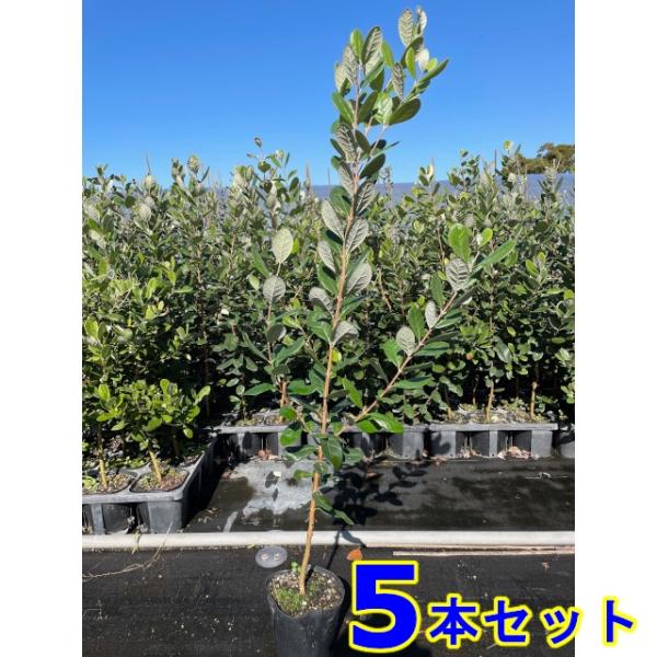 009-010017-005フェイジョア (果樹)  15.0ｐ      5本   セットとなります。15.0ｐ植木　苗木　生垣日当たり良好な場所を好みます。大木にはならないのです。花はエキゾチックで、果実もグリーンで特徴があり、香りもよ...