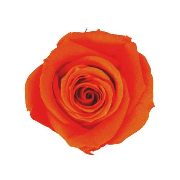 お見舞い Verdissimo ヴェルディッシモ バルク オレンジ プリンセスローズ