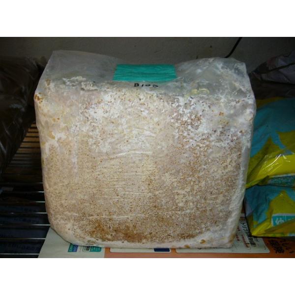 オオヒラタケB１００ブロックの販売です。ブナ１００％微粒子です。オオクワガタ大型を目指してる方にお勧めのブロックです。常温便で発送致します。クール便希望の方はお知らせ下さい。別途クール代440円が必要です。