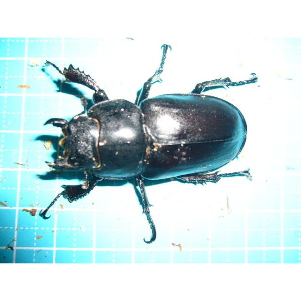 insectgreenhouse_cervus69pr_1