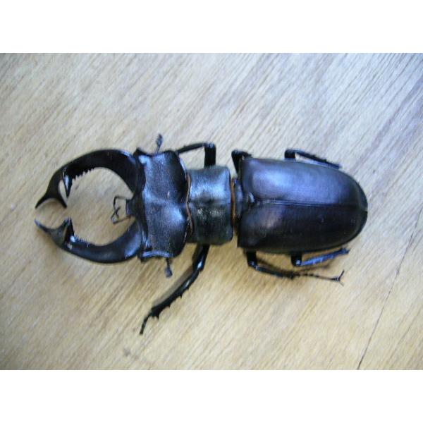 insectgreenhouse_cervusyoutyuu2_2