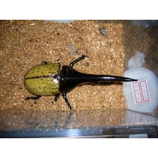 insectgreenhouse_herahera147