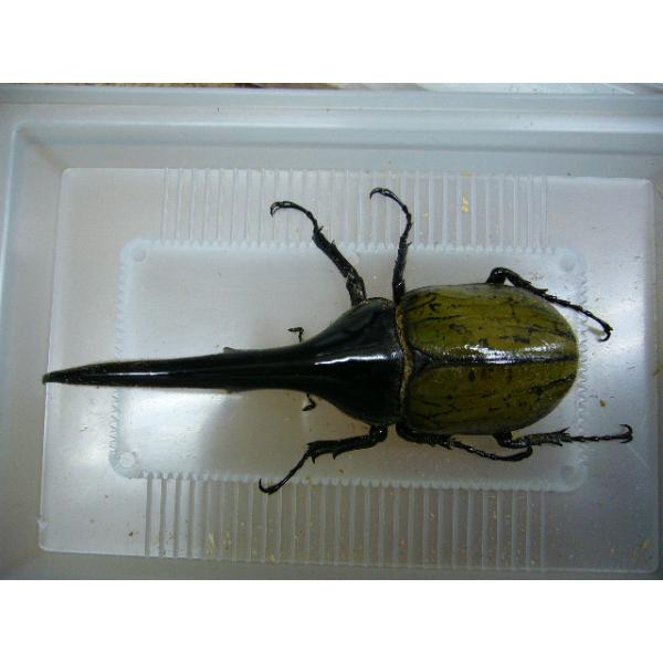 ヘラクレスヘラクレス ♂145ミリ ♂♀