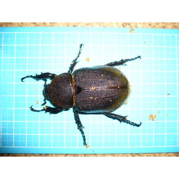 ヘラクレスヘラクレス♀60mmUP単品の販売です。産地グアドループ累代CBF12022年3月〜4月羽化画像は参考です。