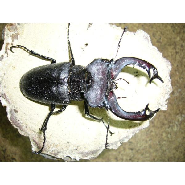 ユダイクスミヤマクワガタ　88mm ペア 標本 insectgreenhouse_judaicus100pa