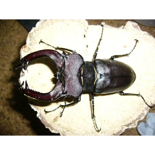 ユダイクスミヤマクワガタ♂96mm単品 : insectGreenHouse - 通販