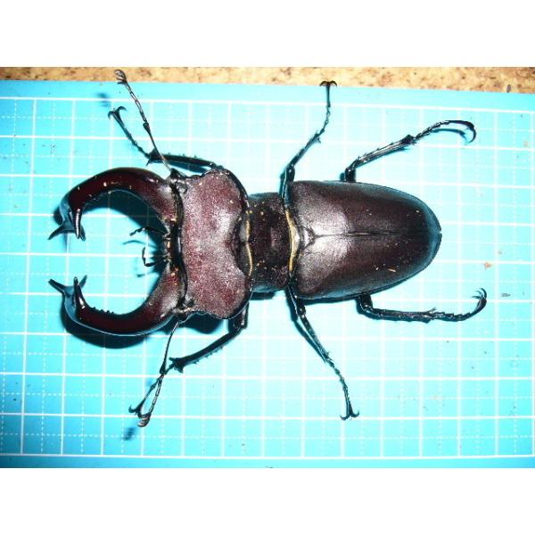 ユダイクスミヤマクワガタ　97mm ユダイクスミヤマクワガタ♂97mm♀53mm : insectGreenHouse