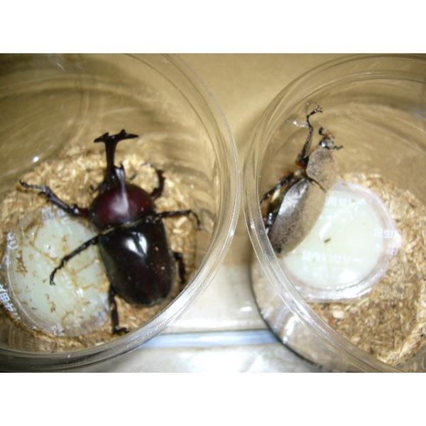 国産カブトムシ♂６５mmUPペア採集品
