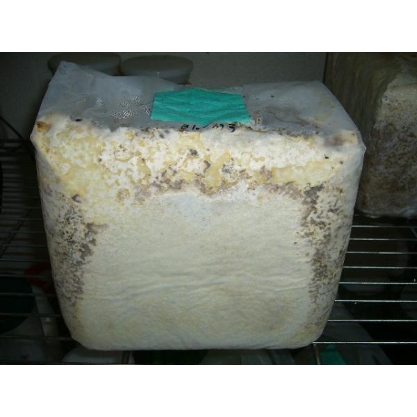 カワラタケB１００ブロックの販売です。ブナ１００％微粒子です。タランドゥス、オウゴンオニに最適です。常温便致しますクール便希望の方はお知らせ下さい。別途クール代440円が必要です。