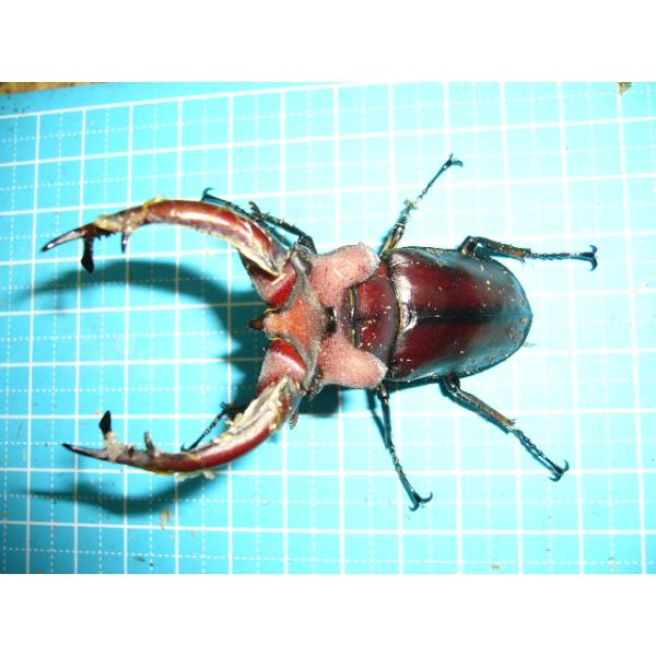 ドンミヤマクワガタ初2齢
