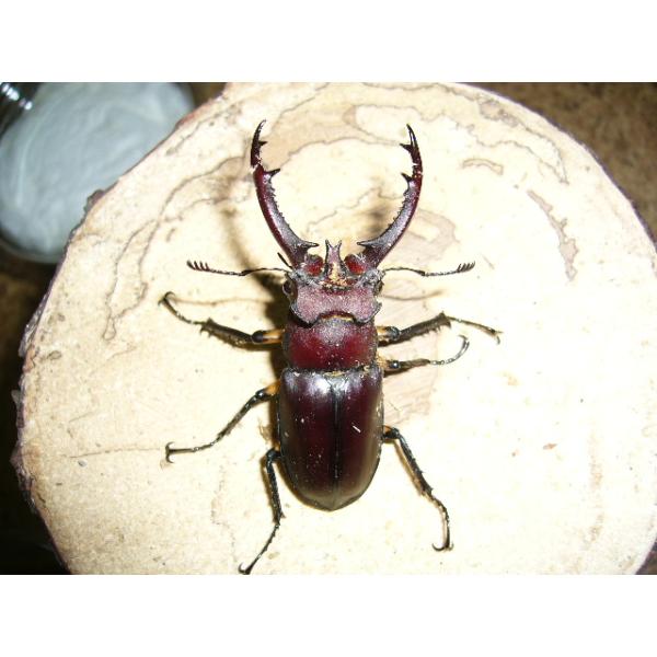 タイワンミヤマクワガタ初2齢