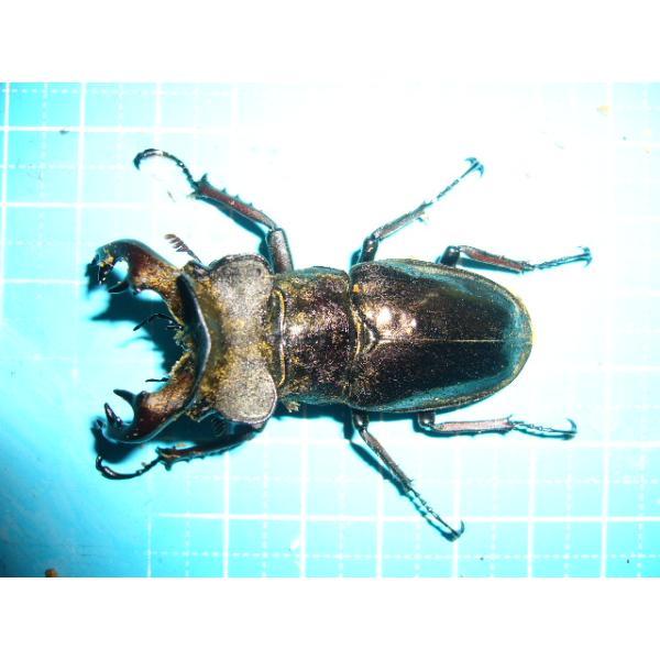 ウェムケンミヤマクワガタ初2齢