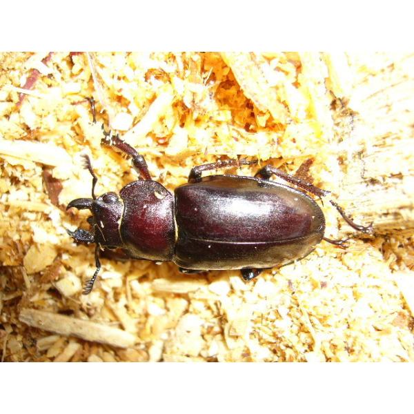 ミヤマクワガタ♀10匹