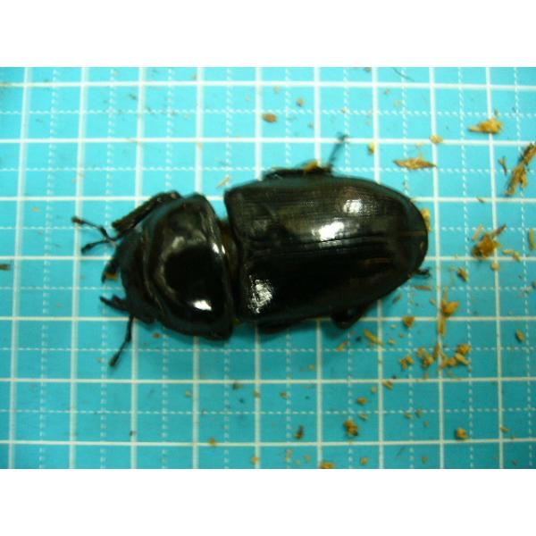 オオクワガタ能勢産SR血統♀48mm単品