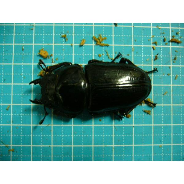 insectgreenhouse_ookuwasr8525563_3