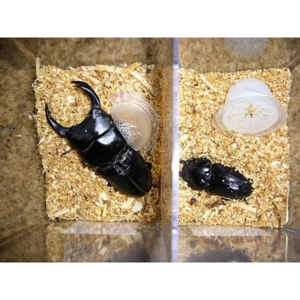 オオクワガタ能勢産YG血統♂70mmペア : insectGreenHouse - 通販