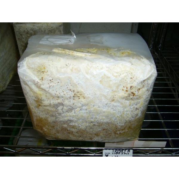神長きのこ園製ｓ８カンタケブロックB品