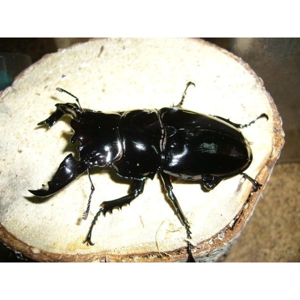 タランドゥスオオツヤ♂75mmペア