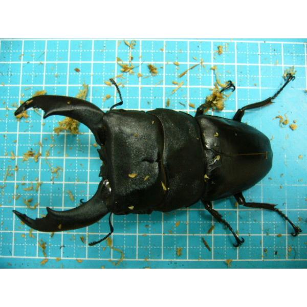 テイオウヒラタ幼虫1匹