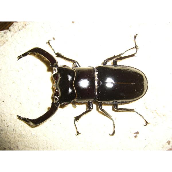 ウエストウッドオオシカクワガタ♂75mmup単品の販売です。産地　ＡＰＬＳ累代　ＣＢＦ１♂75 mmup ２０２5年9月羽化 未後食  親♂76mm♀50mm完品だと思いますが、多少のディンプル、キズはご了承下さい。発送は翌日到着地域に限り...