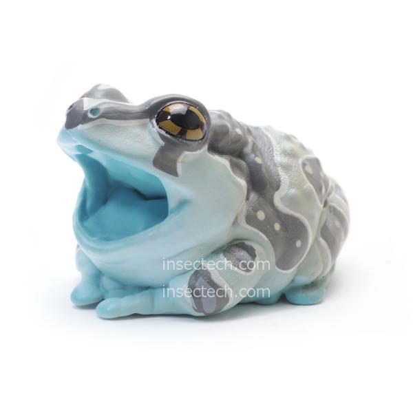 動物の惑星】ジュウジメドクアマガエル フィギュア : インセクテック