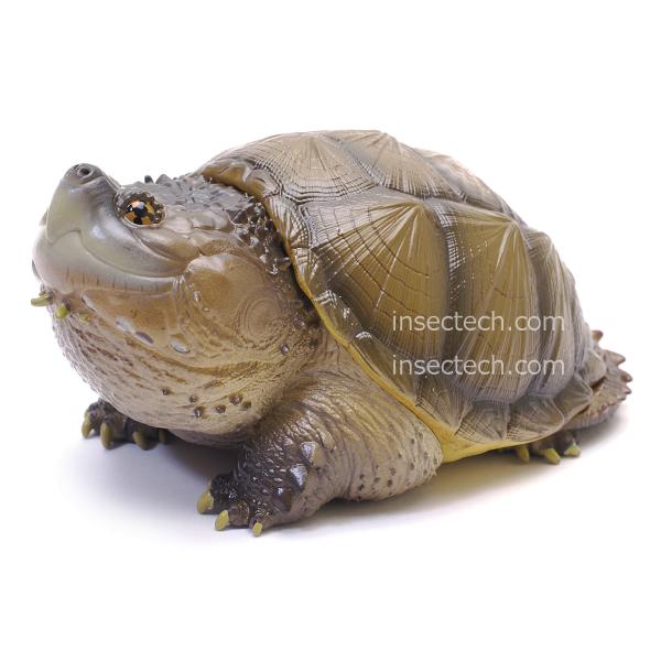 動物の惑星】フロリダカミツギガメ フィギュア : インセクテック