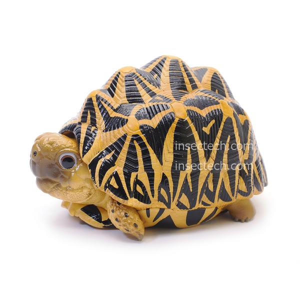 インドホシガメ、フィギュア 2個セット insectpins_ap-142