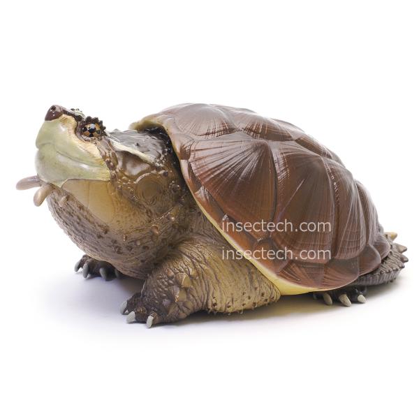 動物の惑星】チュウベイカミツキガメ フィギュア : インセクテック動物
