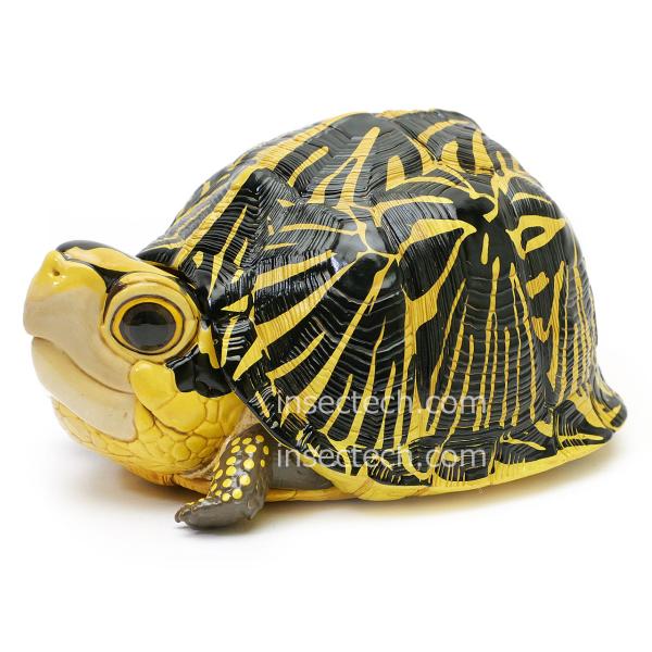 新！【動物の惑星】フロリダハコガメ フィギュア : インセクテック動物