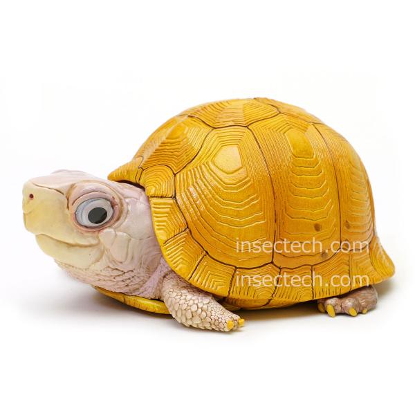 新！【動物の惑星】ユカタンハコガメ フィギュア : インセクテック動物