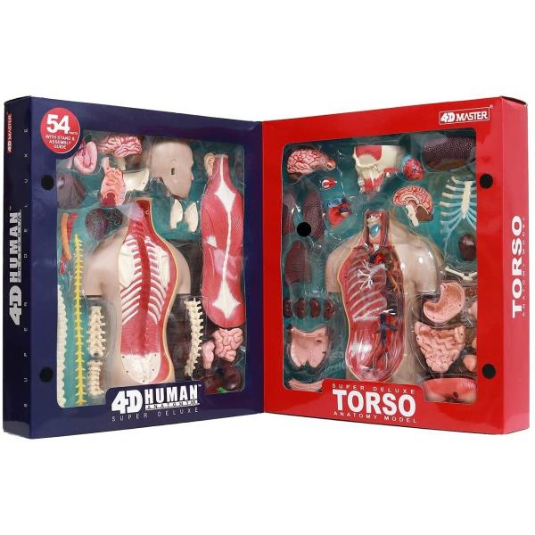 福袋セール 新しい 4d パズル Human パズルゲーム Anatomy 全54パーツ 人体模型 立体パズル 全54パーツ 全長38cm スケール1 2 5ユニセックスモデル 人体解剖 人体標本
