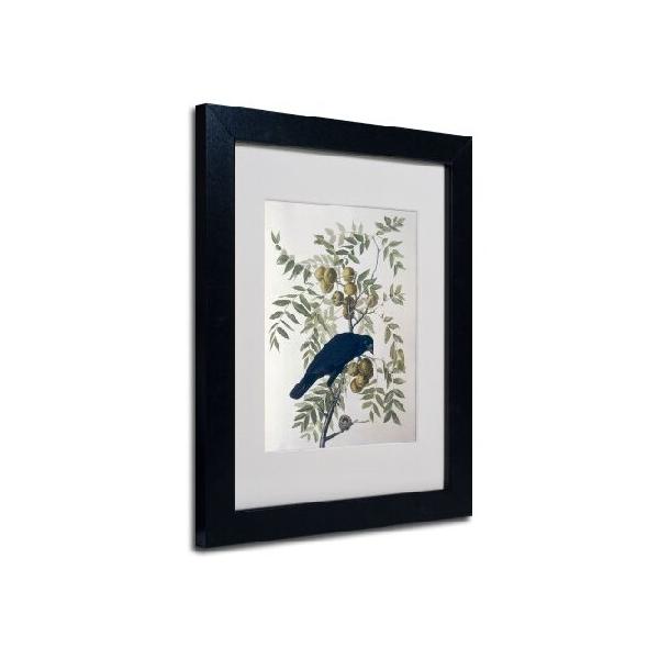 【並行輸入品】 Trademark Fine Art American Crow マットアートワーク John James Audubon ブラックフレーム付き 11by14-Inch BL01255-B1114MF