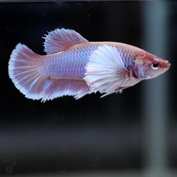 ダンボプラカットハーフムーン ラベンダーバタフライ ショーベタ メス Buyee Buyee 日本の通販商品 オークションの代理入札 代理購入