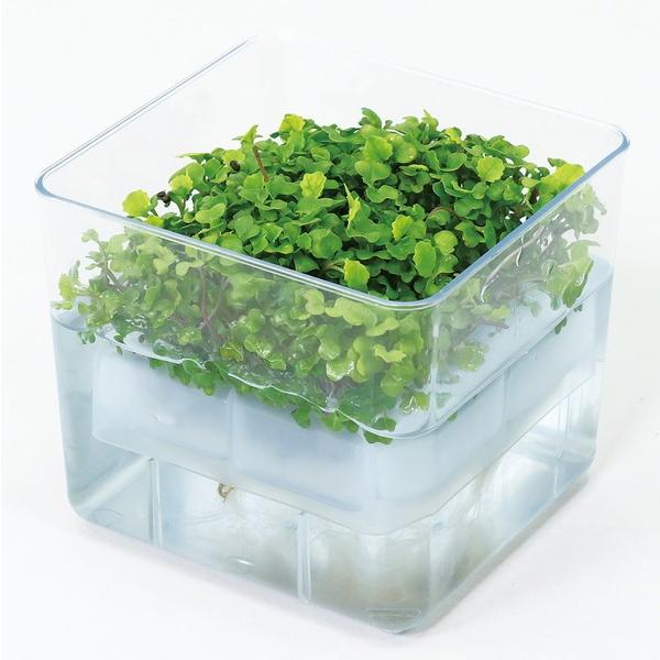 A[ebN k͔|jbg xr[[t~bNX 102966