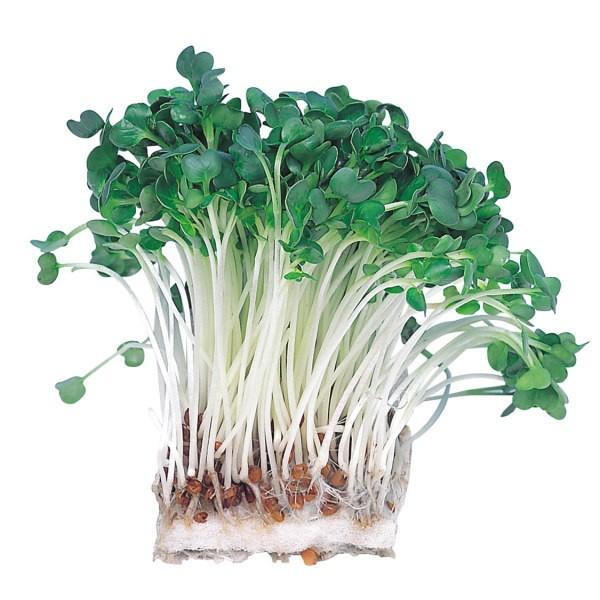 A[ebN k͔|jbg JC_CR 102970