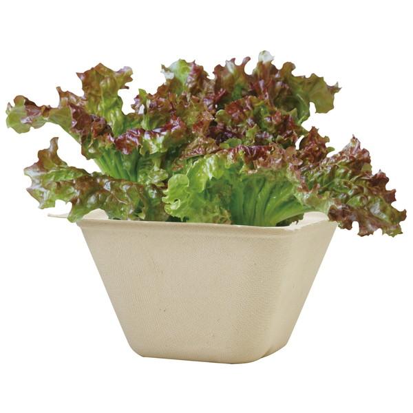 他サイト： 聖新陶芸 バガスグリーン レタス 93232の商品画像