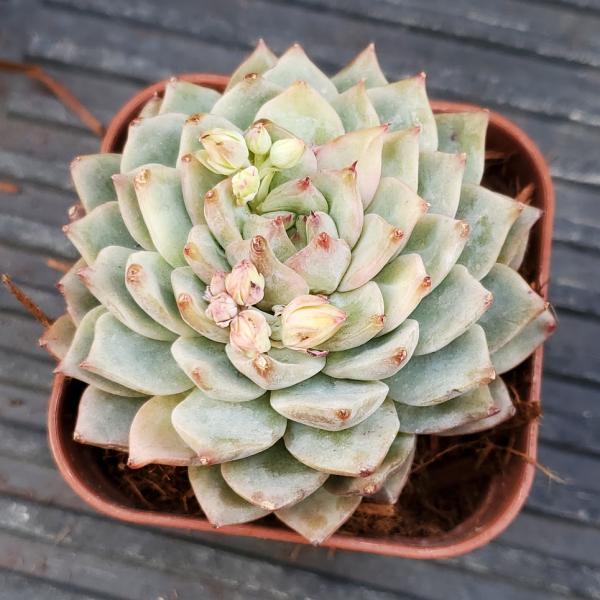 訳あり⚠️多肉植物韓国苗ファンタジー1カット(カットに付き