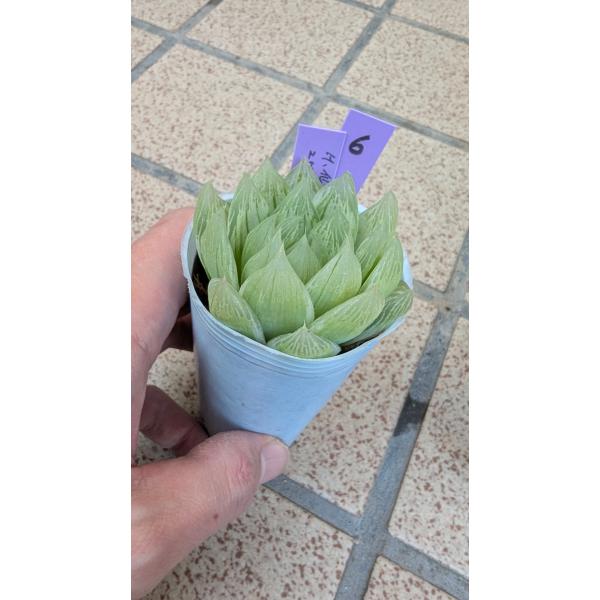 ハオルチア(正式にはハオルシア)の仙女香になります。6cmポットにて。。