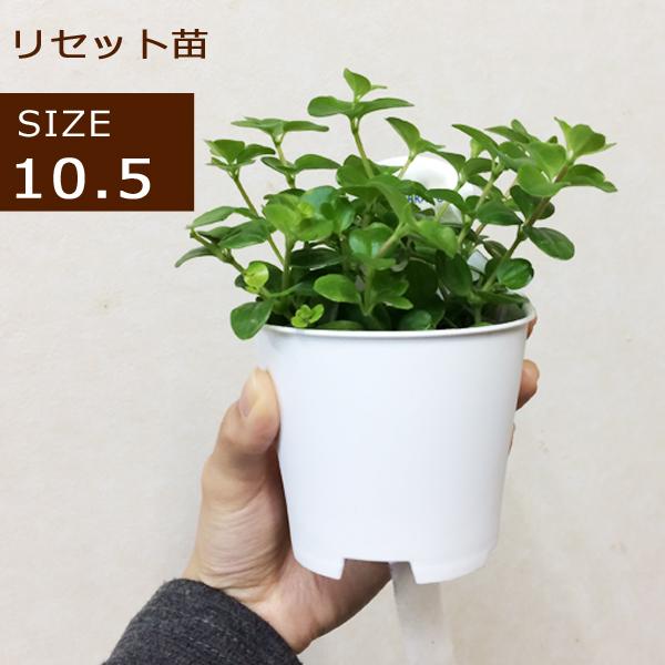 観葉植物 底面給水 アクアテラポット リセット苗 10 5サイズ Atr Re 105 花みどりマーケット Lifestyle 通販 Yahoo ショッピング