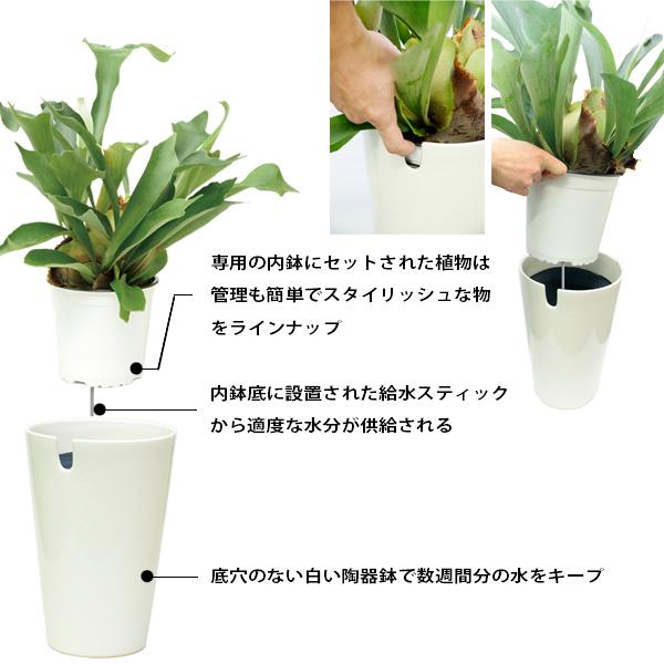 観葉植物 インテリア 底面給水 6号サイズ 陶器鉢 Id 8001 ベーシックwh Id 8001 花みどりマーケット Lifestyle 通販 Yahoo ショッピング